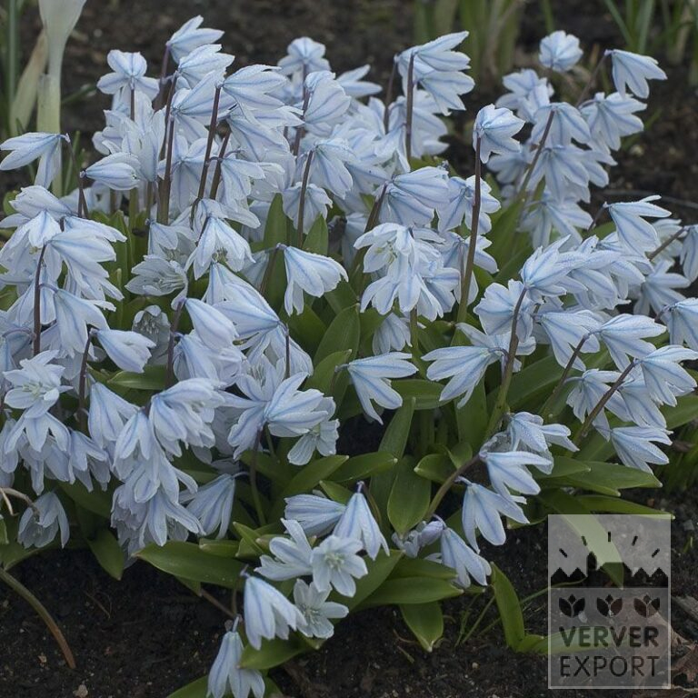 Scilla mischtschenkoana (syn.Tubergeniana) (16105)