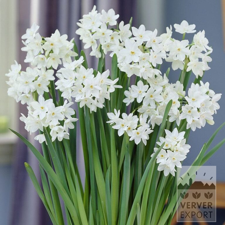 Narcissen paperwhites 'Ziva' (16108)