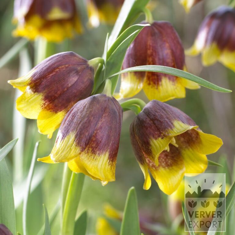 Fritillaria michailovskyi (16132)