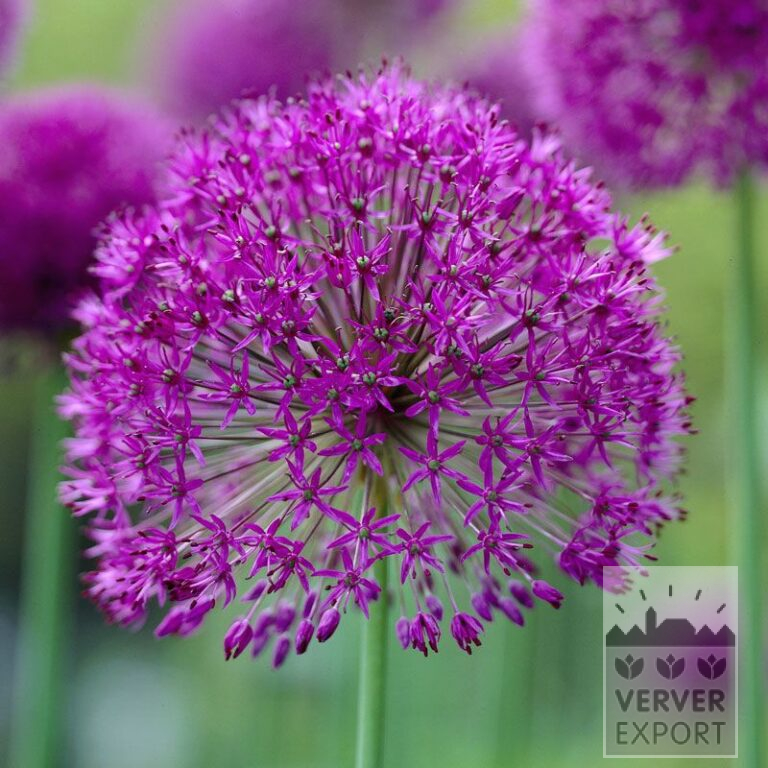 Allium aflatunense 'Purple Sensation' (16134)