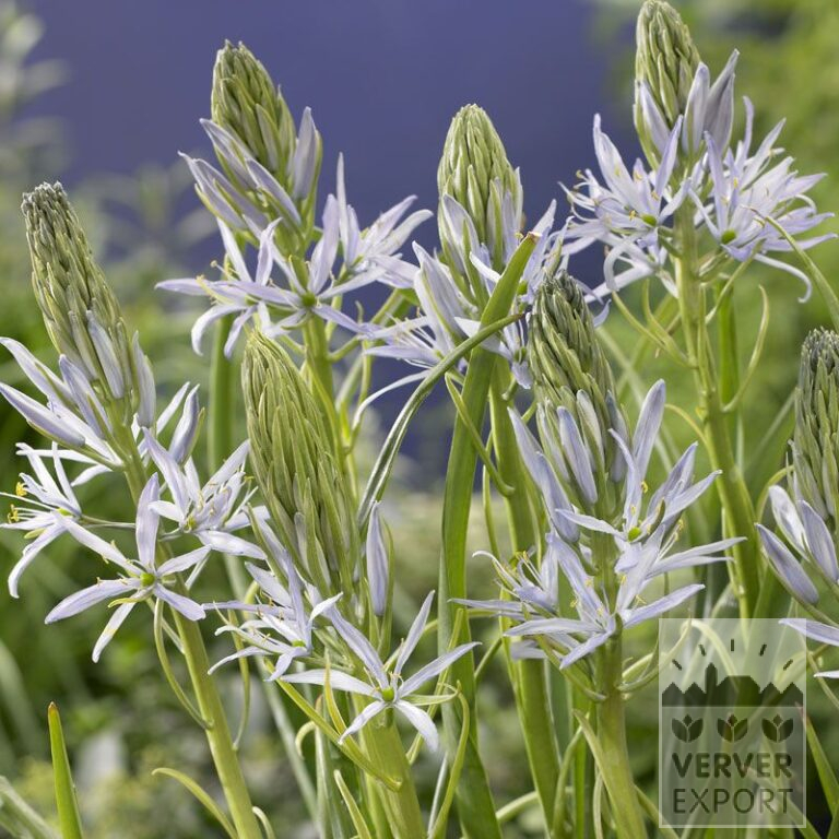 Camassia leichtlinii 'Blue Melody' (16135)