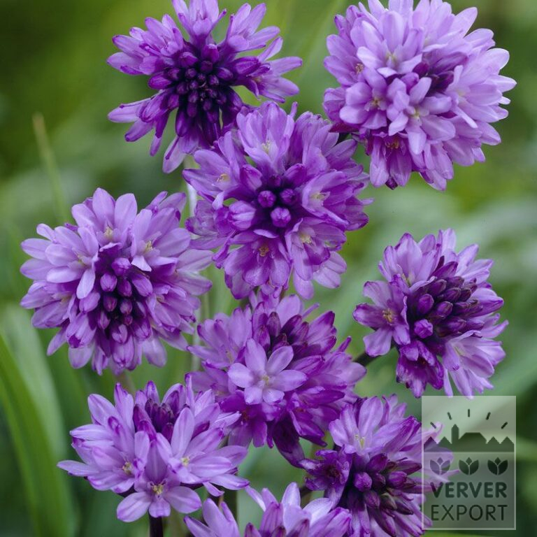 Dichelostemma congestum (16136)