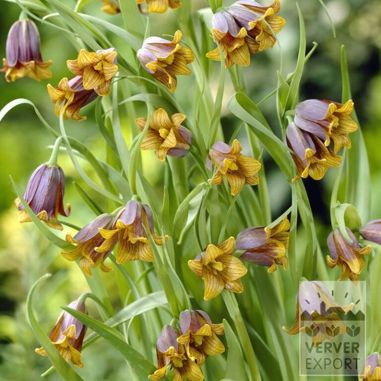 Fritillaria uva-vulpis (16137)