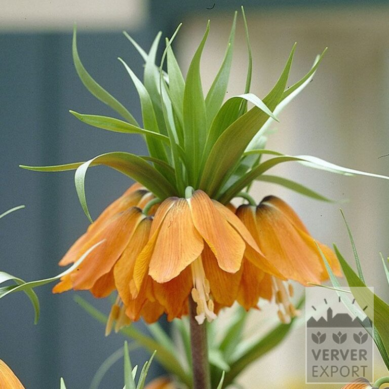 Fritillaria imperialis 'Aurora' (16141)