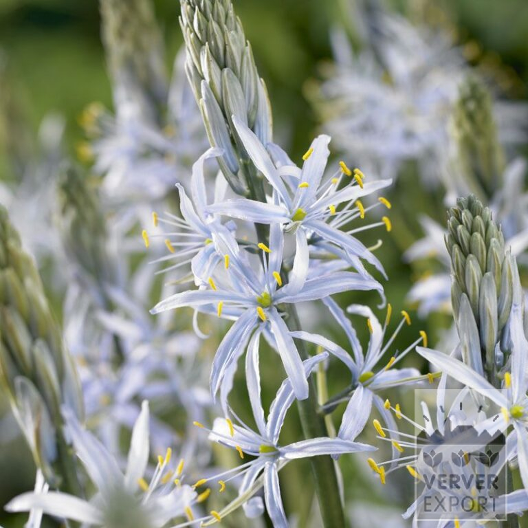 Camassia cusickii (16145)