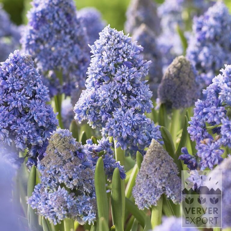 Muscari armeniacum 'Fantasy Creation' (16146)