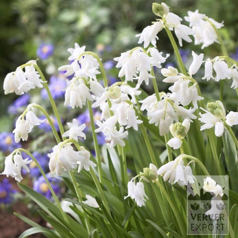 Hyacinthoides hispanica wit (16147)