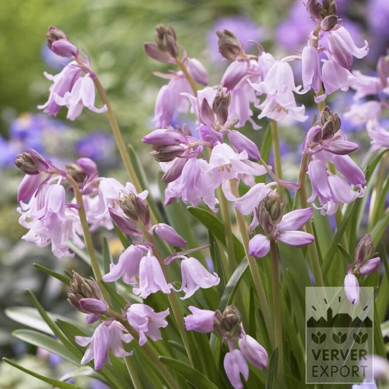 Hyacinthoides hispanica rose (16148)
