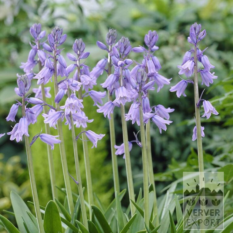 Hyacinthoides hispanica blauw (16149)