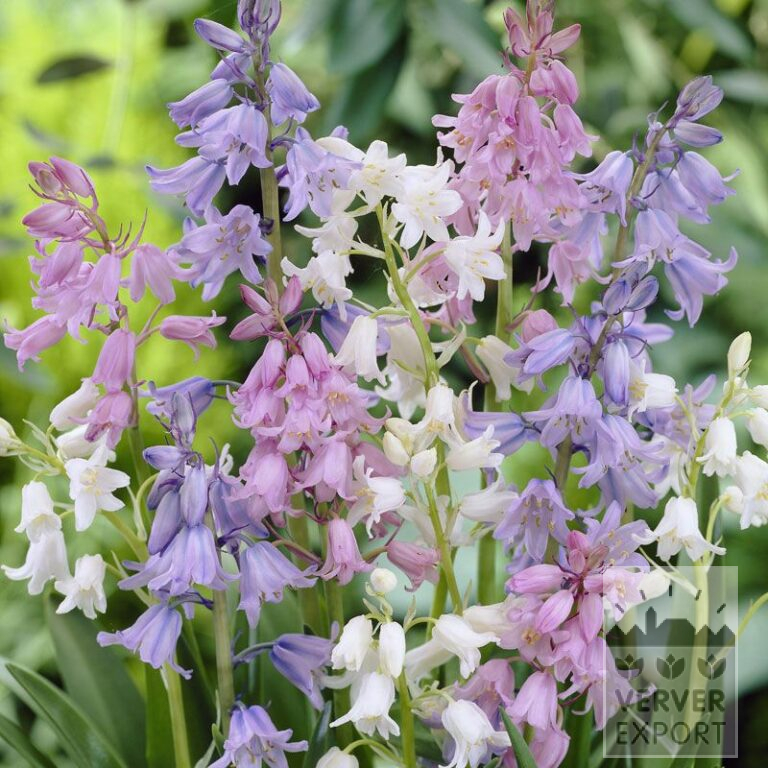 Hyacinthoides hispanica gemengd (16150)