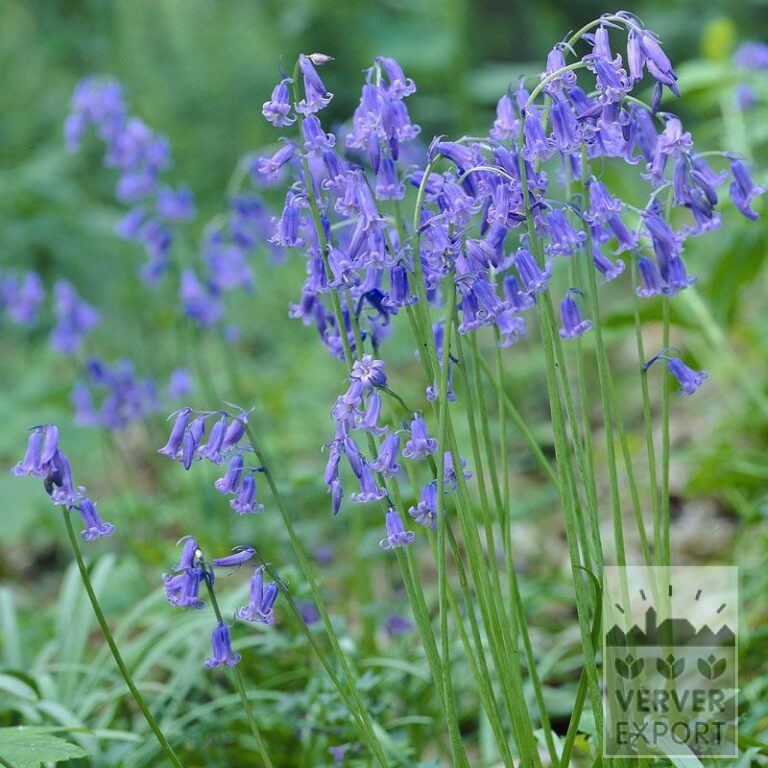 Hyacinthoides non-scripta (16151)