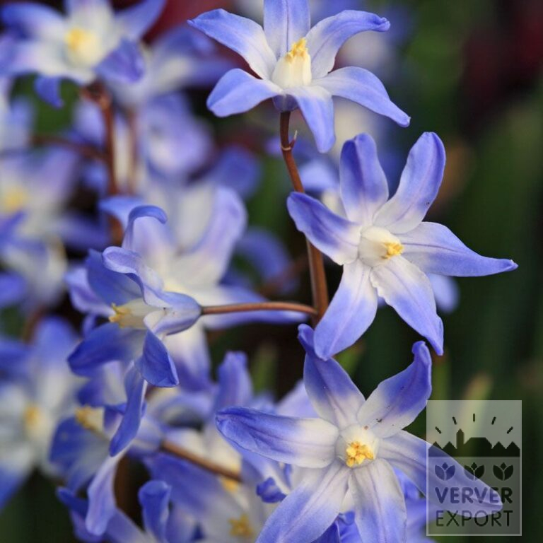 Chionodoxa forbesii (16153)