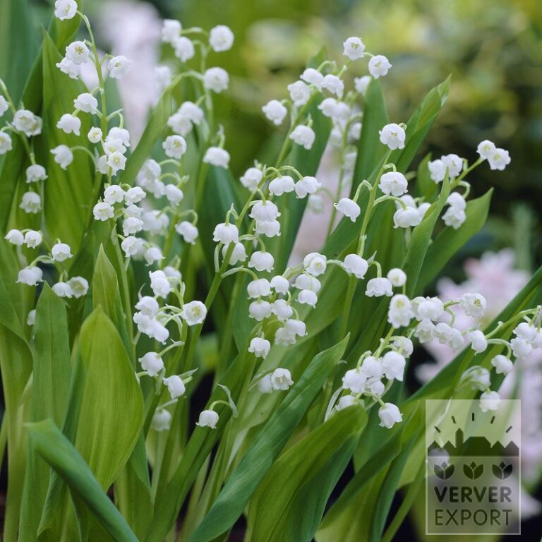 Convallaria majalis (16154)