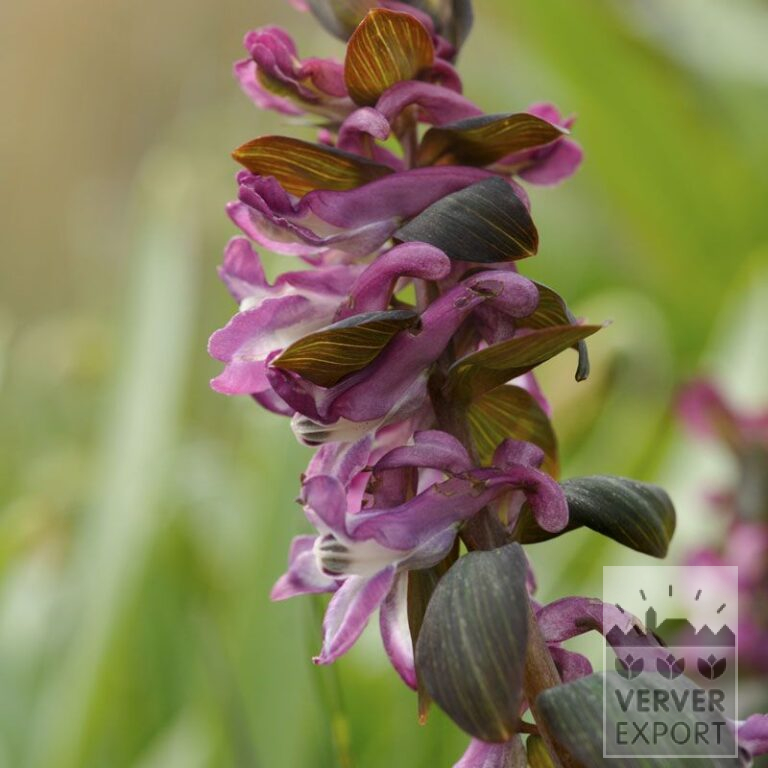 Corydalis bulbosa (16155)