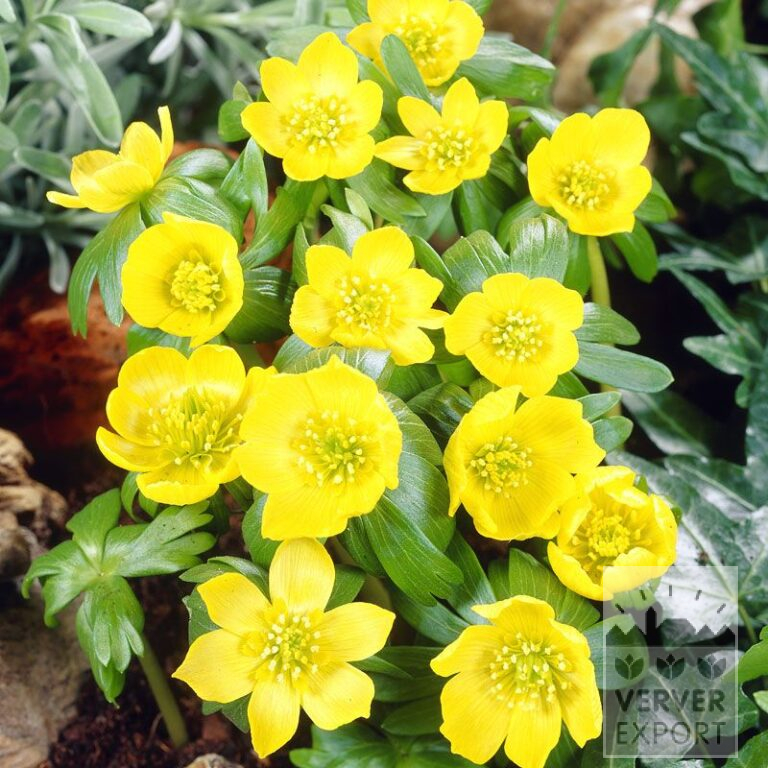 Eranthis cilicica (16157)