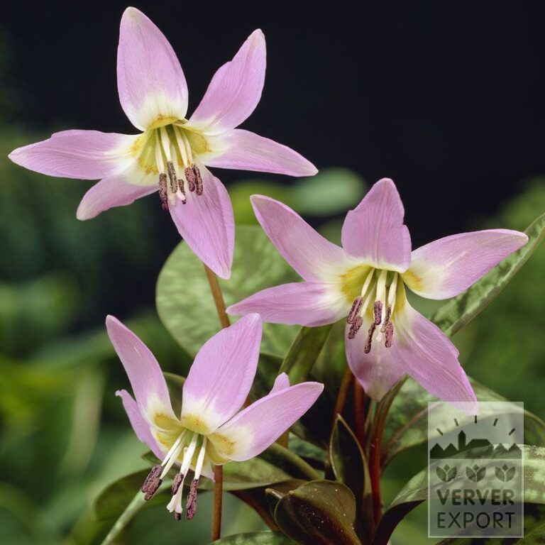 Erythronium dens-canis (16158)