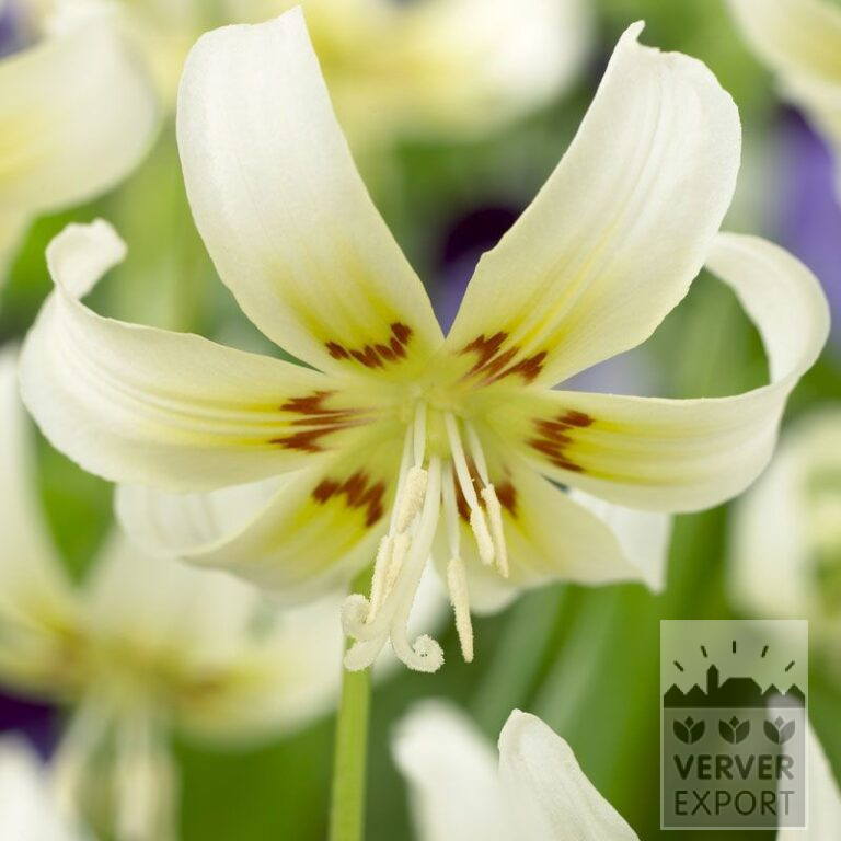 Erythronium revolutum 'White Beauty' (16159)