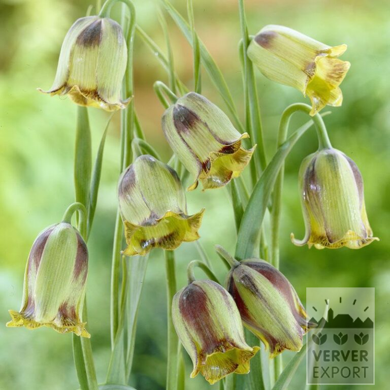 Fritillaria acmopetala (16160)