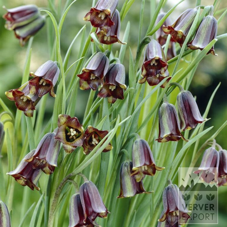 Fritillaria elwesii (16161)