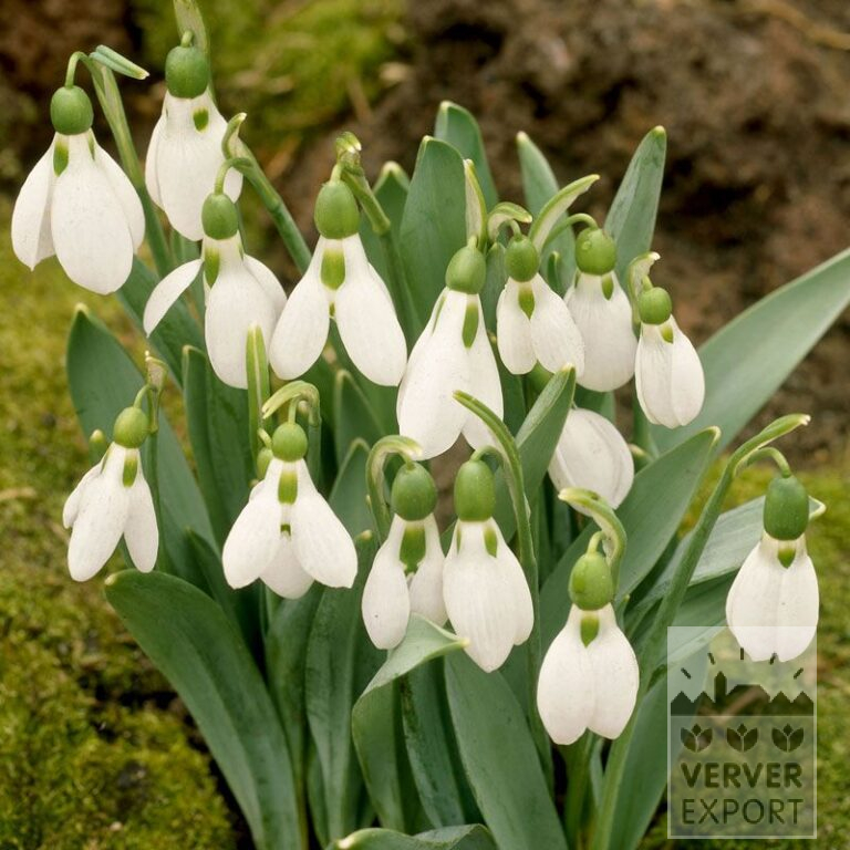 Galanthus elwesii (16162)