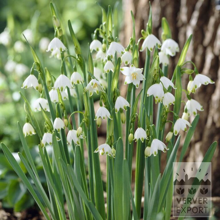 Leucojum aestivum (16163)
