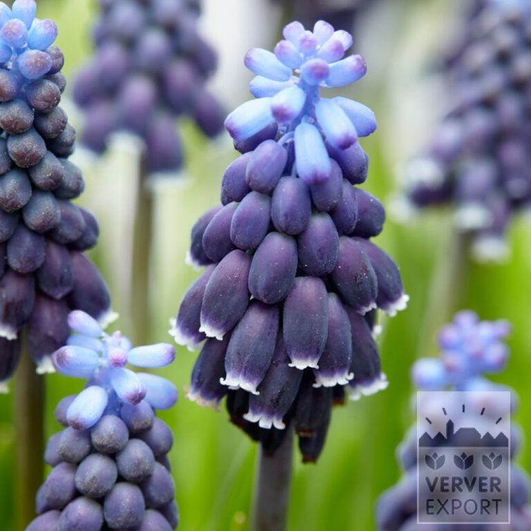 Muscari neglectum (syn. racemosum) (16166)