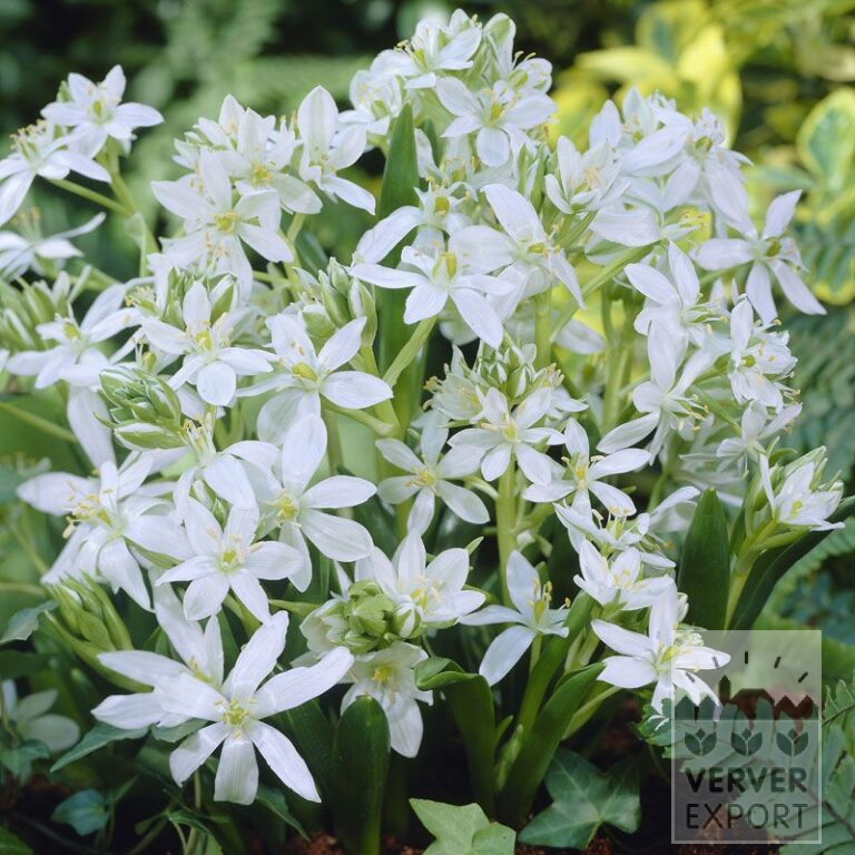 Ornithogalum balansae (16167)