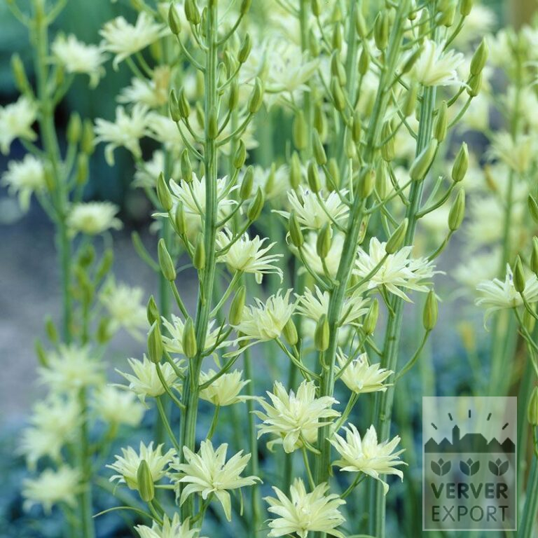 Camassia leichtlinii semiplena (16171)