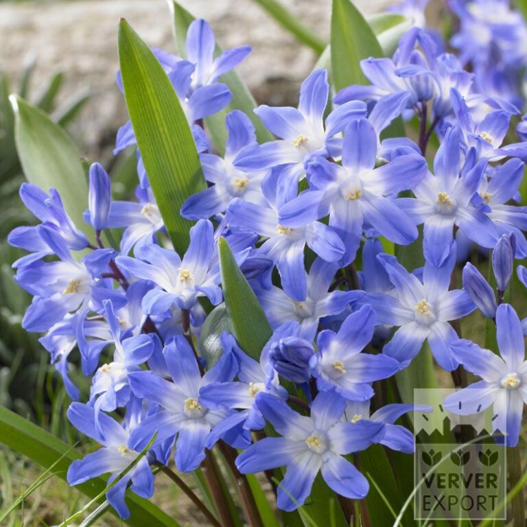 Chionodoxa forbesii 'Blue Giant' (16176)
