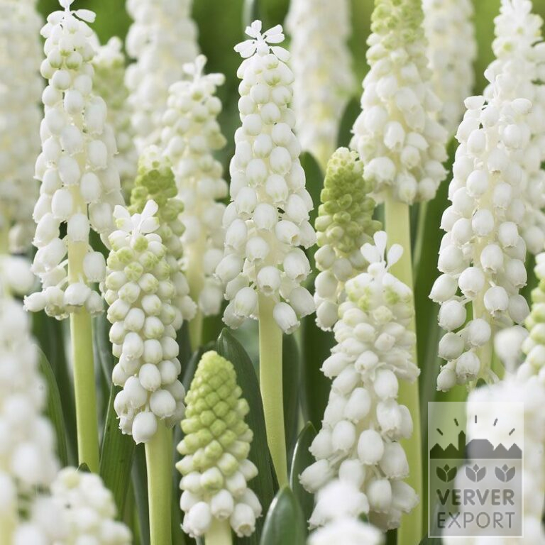 Muscari botryoides 'Agressi' (16179)