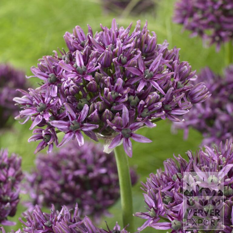 Allium 'Mercurius' (16180)