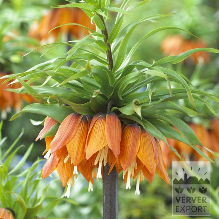 Fritillaria imperialis 'Garland Star' (16182)