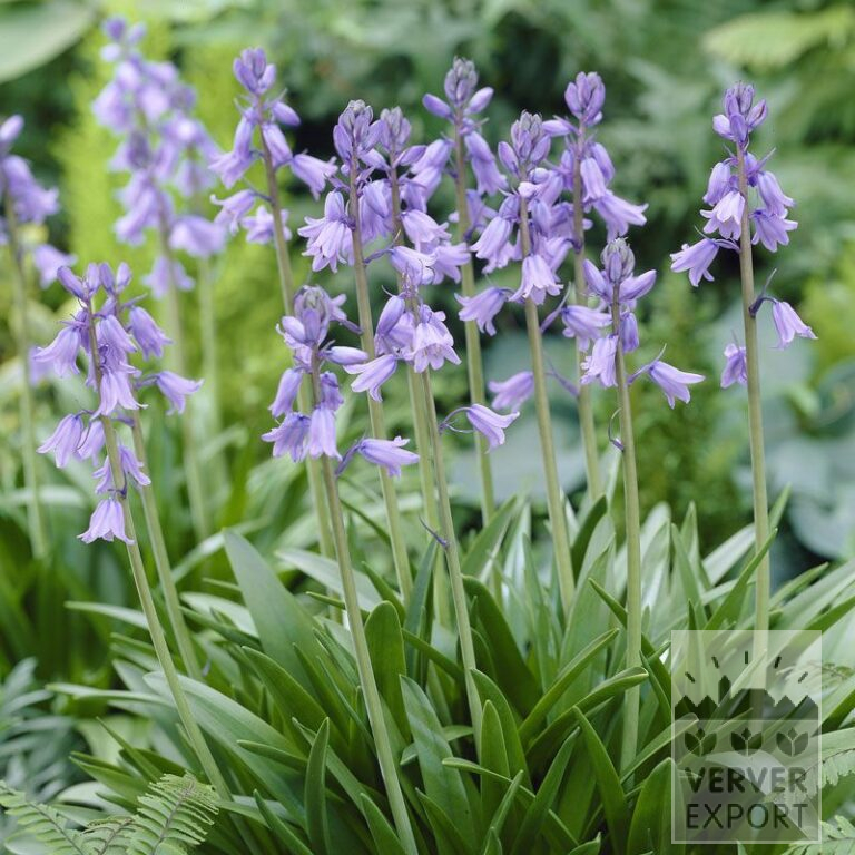 Hyacinthoides hispanica 'Excelsior' (16184)