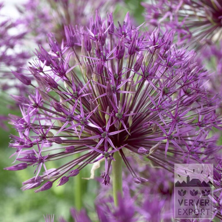 Allium 'Purple Rain' (16185)