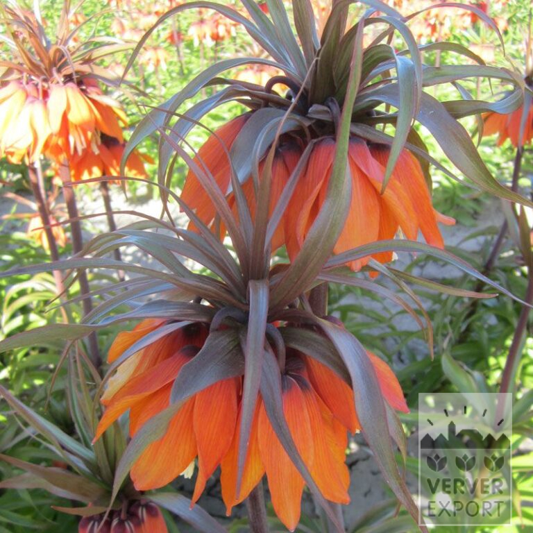 Fritillaria imperialis 'Sunset' (16186)