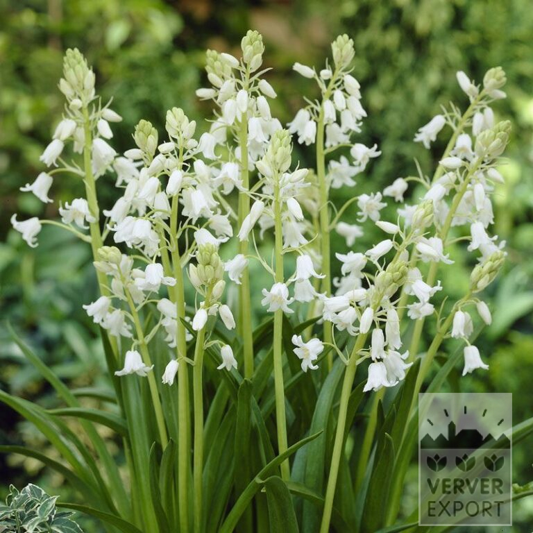 Hyacinthoides hispanica 'White City' (16187)