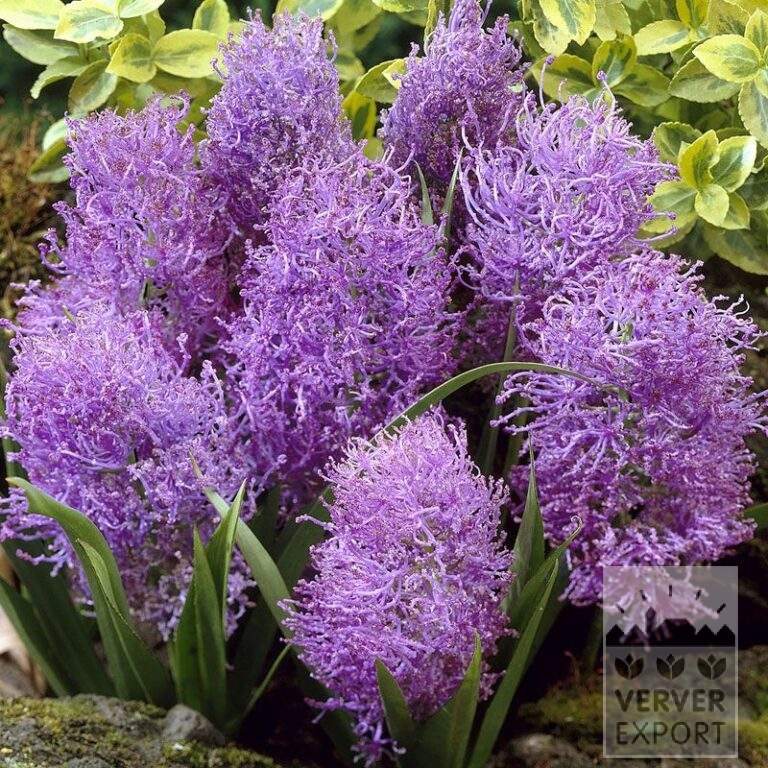 Muscari comosum 'Plumosum' (16189)