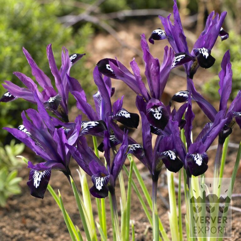 Botanische Iris reticulata 'Pauline' (16190)