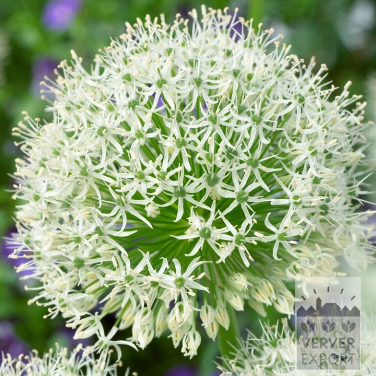 Allium 'White Giant' (16191)
