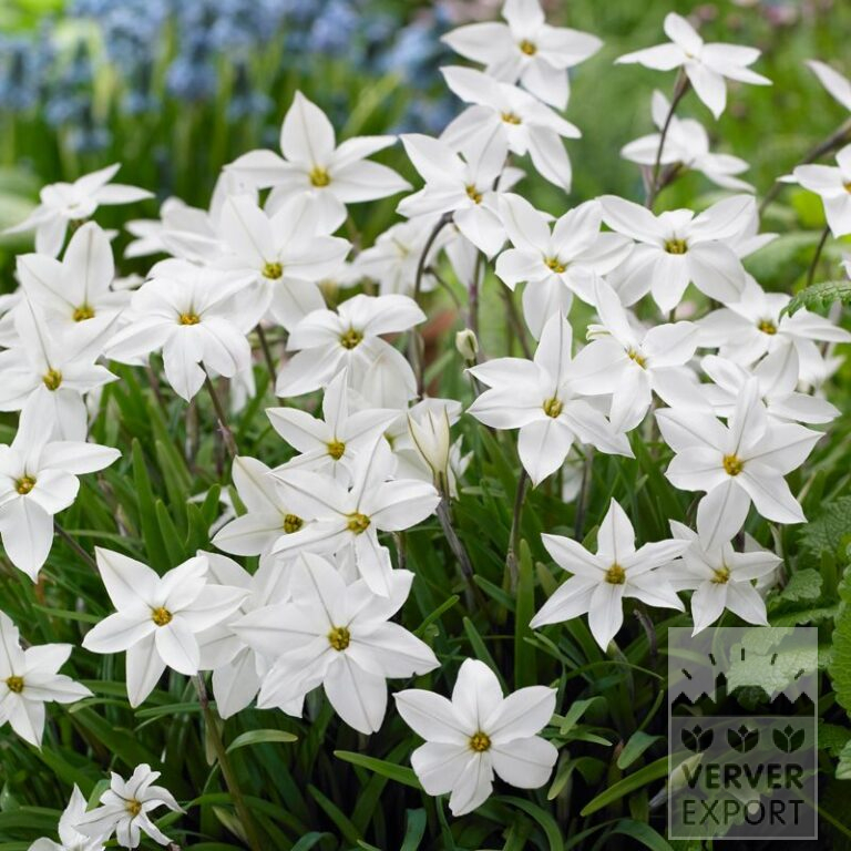 Ipheion uniflorum 'Alberto Castillo' (16192)