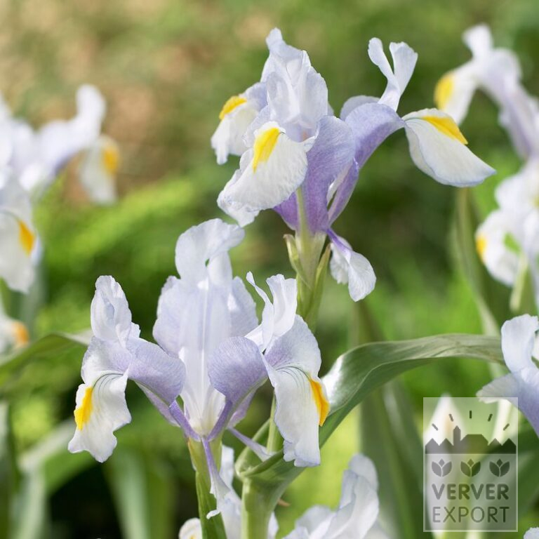 Botanische Iris magnifica (16193)
