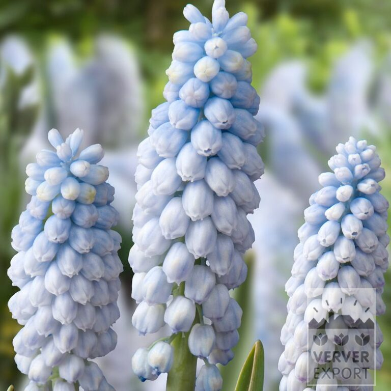 Muscari 'Baby's Breath' (16194)