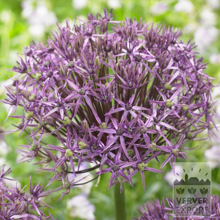 Allium 'Metallic Shine' (16195)