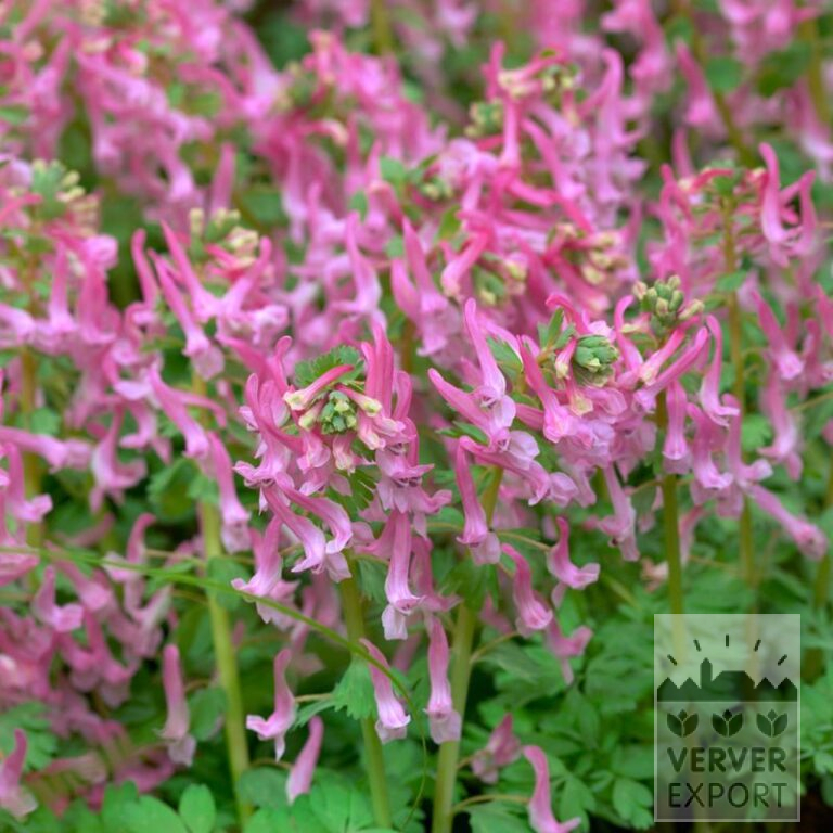 Corydalis solida 'Beth Evans' (16196)