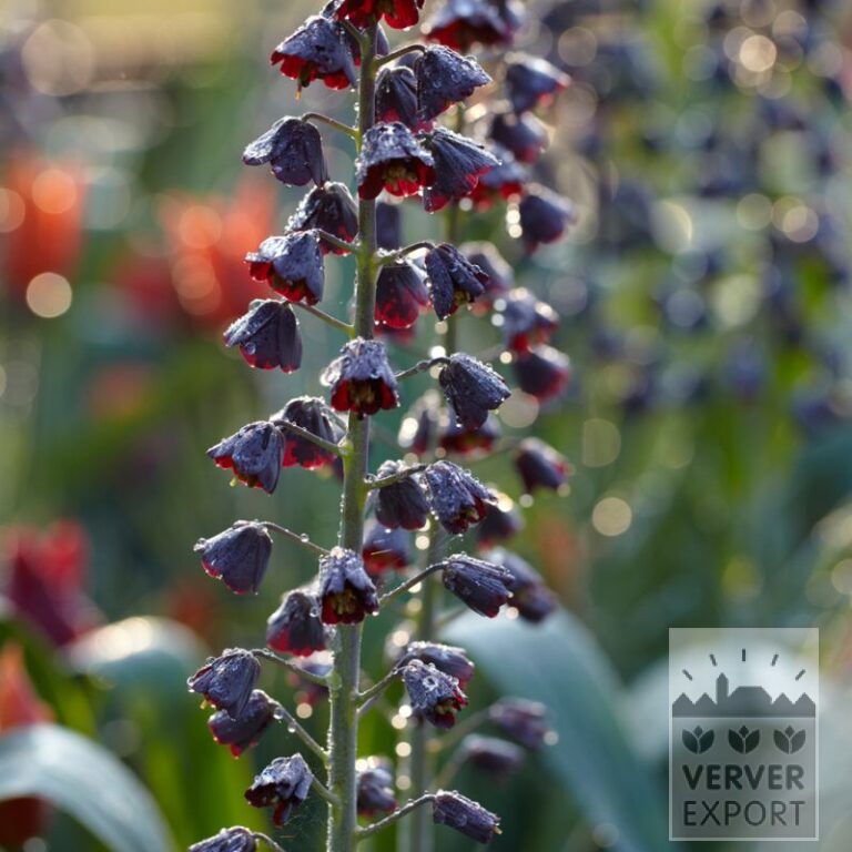 Fritillaria persica 'Twin Towers Tribute' (16197)