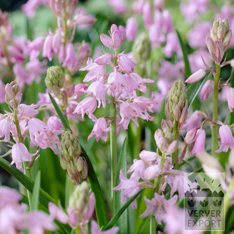 Hyacinthoides hispanica 'Dainty Maid' (16201)