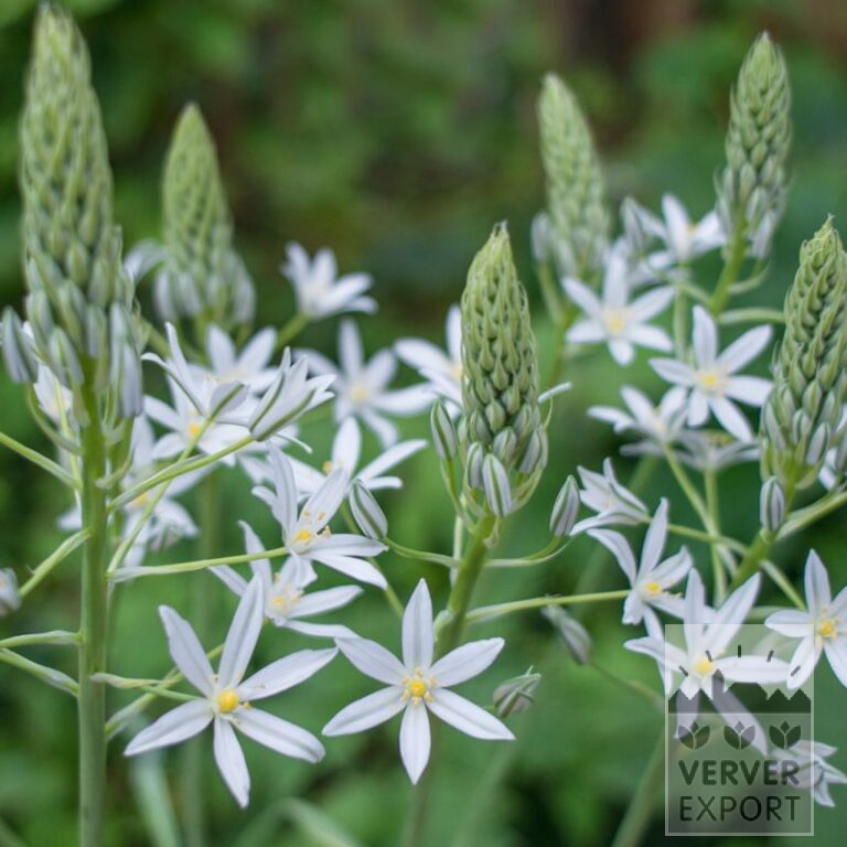 Ornithogalum ponticum 'Sochi' (16203)