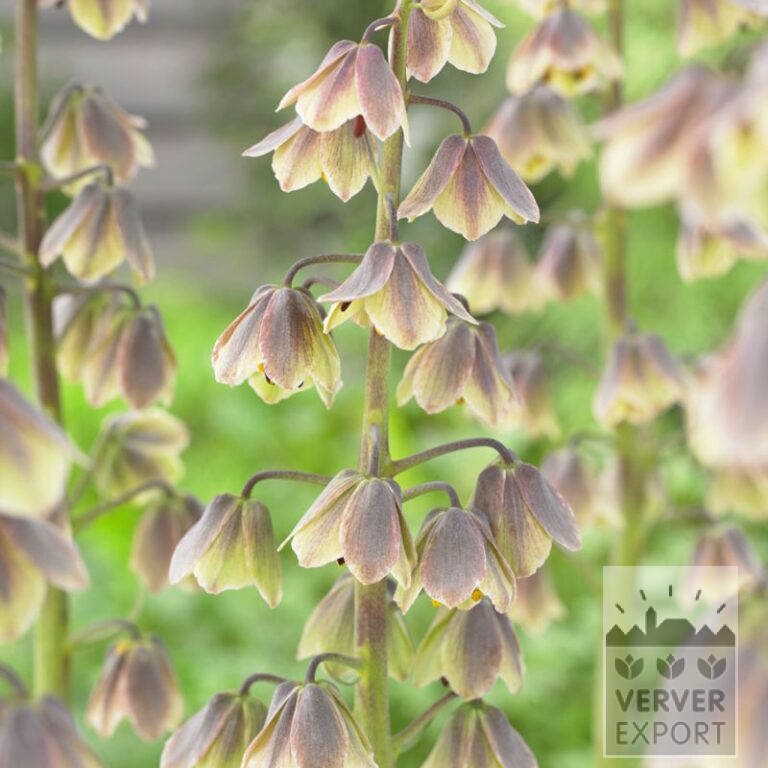 Fritillaria persica 'Green Dreams' (16206)
