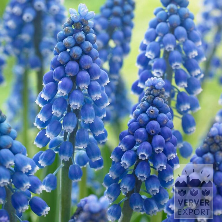 Muscari armeniacum 'Big Smile' (16207)