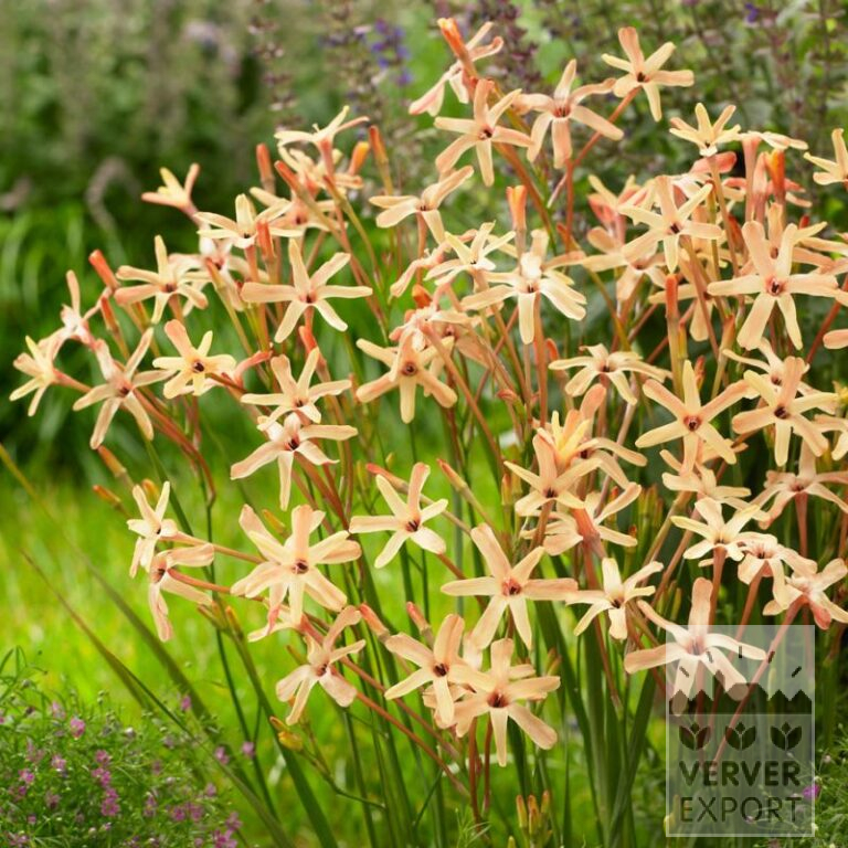 Ixias paniculata 'Eos' (16208)